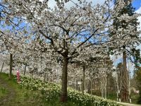 7. Tag: Zur Besenflugstunde im Alnwick Castle – Kirschblüte in den Castle Gardens