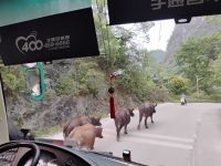 Wasserbüffel auf dem Heimweg 