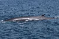 Ein schöner Rücken kann auch entzücken: hier der eines Finnwals