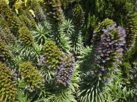 Botanischer Garten Marimurtra in Blanes