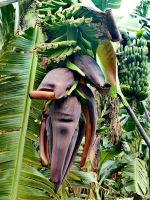 Bananenblüte bzw. Bananenherz