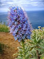 Madeira Natternkopf am Leuchtturm Ponta do Pargo