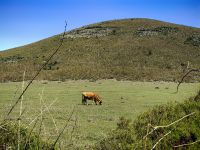 Kühe laufen das ganze Jahr hier oben frei herum, Paul da Serra