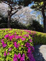 Kirsch- und Azaleenblüte in Busan