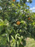 Orangenbäume mit Blüten und Früchten