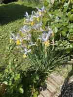 Schönheiten am Wegesrand