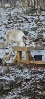 Rentiere beim Schneehotel