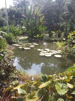 Seerosenteich und  üppiges grün - Orchid Garden - Singapur 