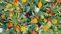 Alles bunt eine Augenweide