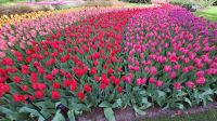 Überall Tulpen