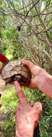 Schildkröten haben einige unseren Weg gekreuzt