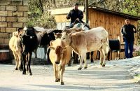 Morgendlicher Kuhtrieb in Lahic