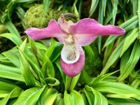 Über 3000 Orchideen