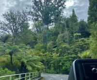 Durch den Waipoua Wald