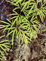 Diese Pflanzen werden Riesen Baeume