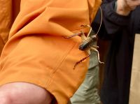 Noch so ein Rieseninsekt. Sabine ist begeistert