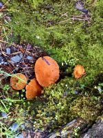 Orangene Pilze