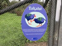 Im Takahe Park. Diese Vögel werden hier gehegt/gepflegt