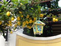 Minori, die goldgelben Zitronen unterm grünen Blätterdach begleiten uns die nächsten Tage.