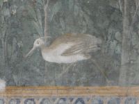 Pompeji, die Villa mit der Venus in der Muschel. Ein Ornithologe könnte den Vogel sicher bestimmen, so genau ist er abgebildet. 