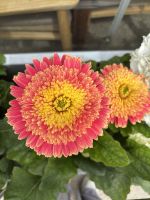 Gerbera - Blume 