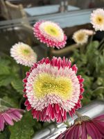 Gerbera - Blume 