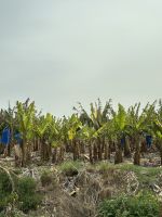 Vorbei an Bananenplantagen 