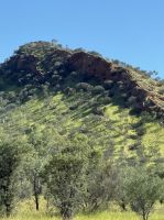 Burt Plain, Australien