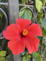 Hibiskus 