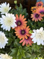 Kapkörbchen - Blumen 