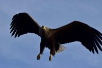 Seeadler