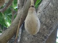 Funchal, Botanischer Garten - Frucht des Leberwurstbaumes