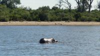 Namibia - Pirschfahrt im Mahango Nationalpark - Hippo