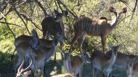 Namibia - Pirschfahrt im Mahango Nationalpark - noch mehr Impalas