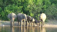 Botswana - Bootsfahrt auf dem Chobe River - zum Abschluss Elefanten!