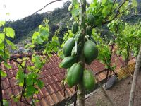 Papaya auf Levadawanderung