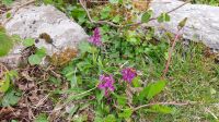 Burren