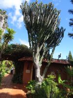 Quinta Splendida - Kaktus