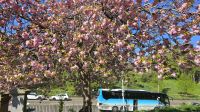 unser Bus hinter Kirschbäumen