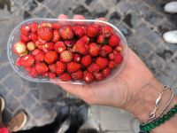 Fragolini di Nemi. Walderdbeeren 