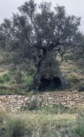 Kykladen, Paros, 1000jährige Olivenbäume