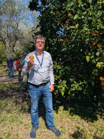 Orangen direkt vom Baum genossen