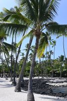 Inselhüpfen Hawaii - Big Island - Puuhonua'o Honaunau Nationalpark (2)