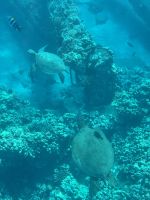 Inselhüpfen Hawaii - Maui - Katamaranfahrt (9)