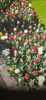 Keukenhof 