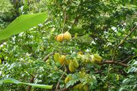 Sternfrucht