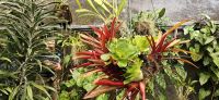 Funchal,  Botanischer Garten 