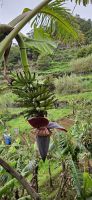 Bananenstaude