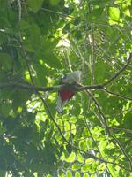 Nationalvogel