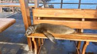 Seelöwen überall :-) 
